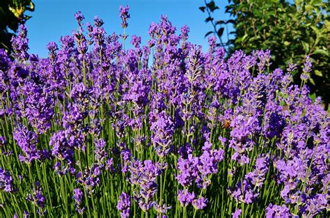 Lavendel .